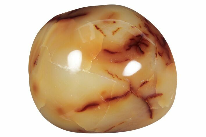 Colorful Polished Carnelian Agate Palm Stone - Madagascar #260541